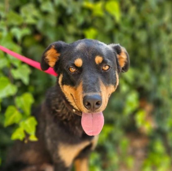 YORI 320 27620 Gasny