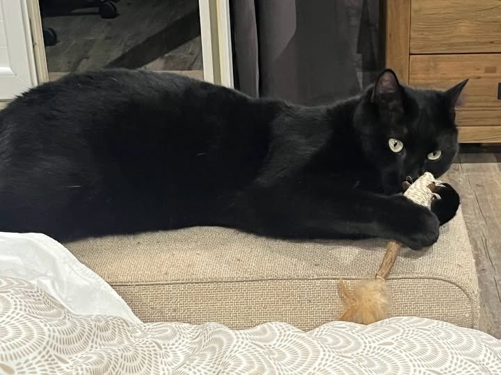 Chat REGLISSE &agrave; l adoption 200 07120 Labeaume