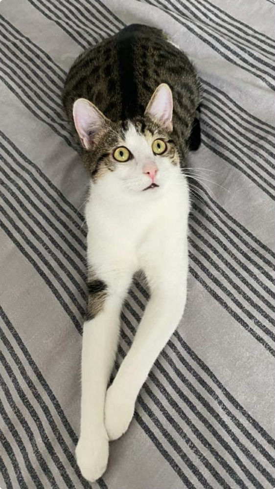 Fripouille &agrave; l'adoption avec son copain Tom 180 92000 Nanterre