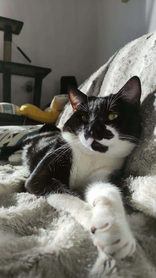 Chat SIMBA &agrave; l adoption 200 26700 Pierrelatte