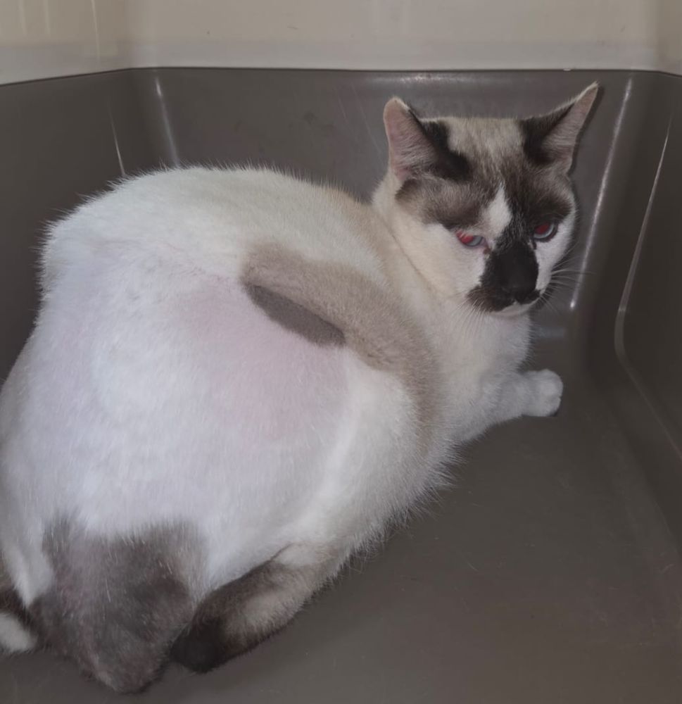 RAFAELO 230 27620 Gasny