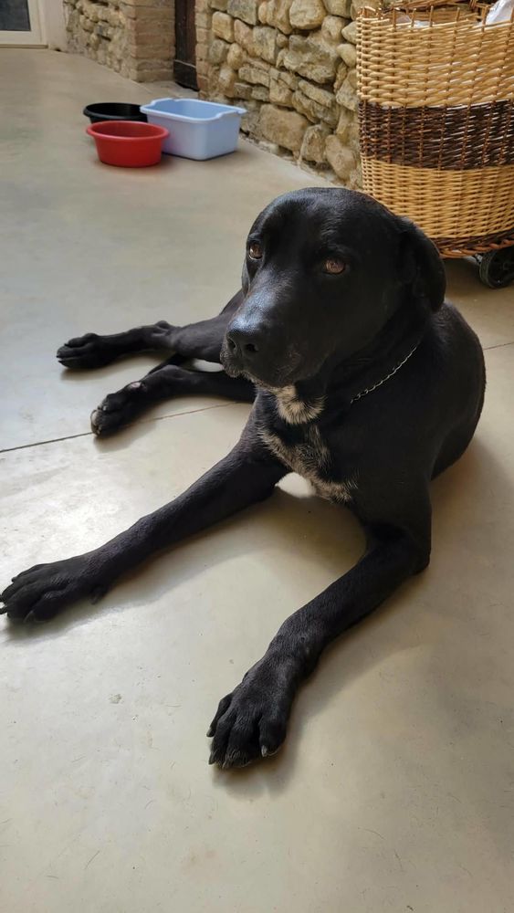 Chien CHARLY &agrave; l adoption 100 26160 La b�tie-rolland