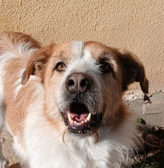 NESS 320 27620 Gasny