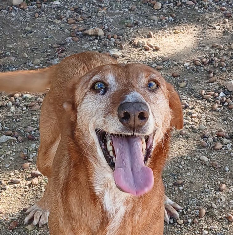 AMERICA 320 27620 Gasny