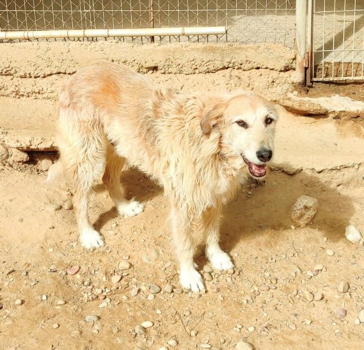 Gomez 10 ans, un amour de chien &agrave; aimer 195 24140 Douville