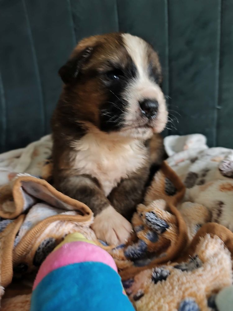 chiots Saint-Bernois 1800 85440 Avrill�