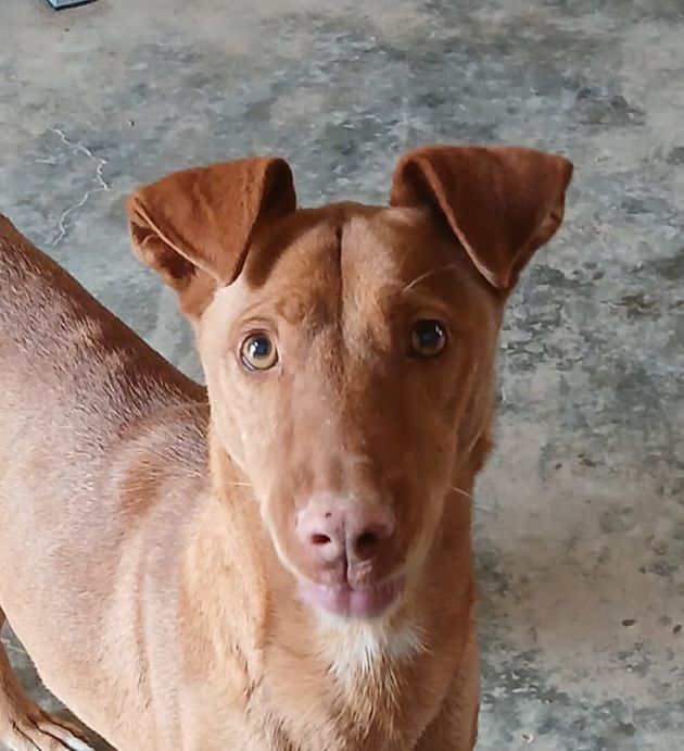 NUNO 320 27620 Gasny