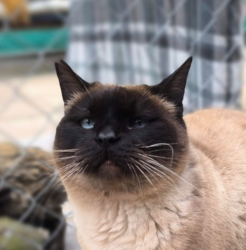 SIAM 230 27620 Gasny