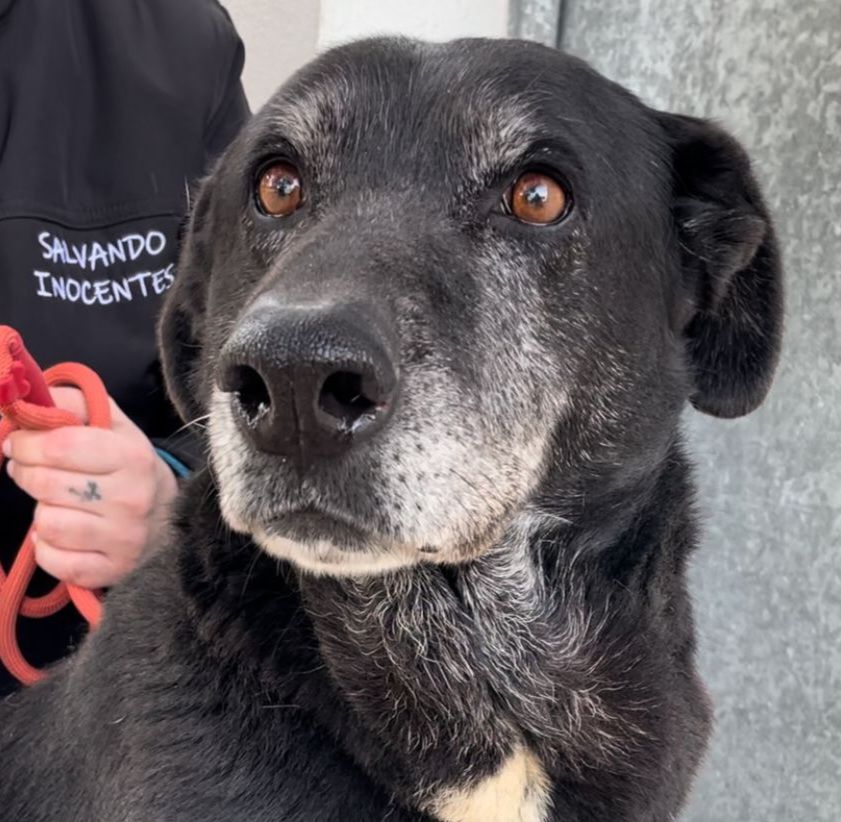 SHAMA 320 27620 Gasny