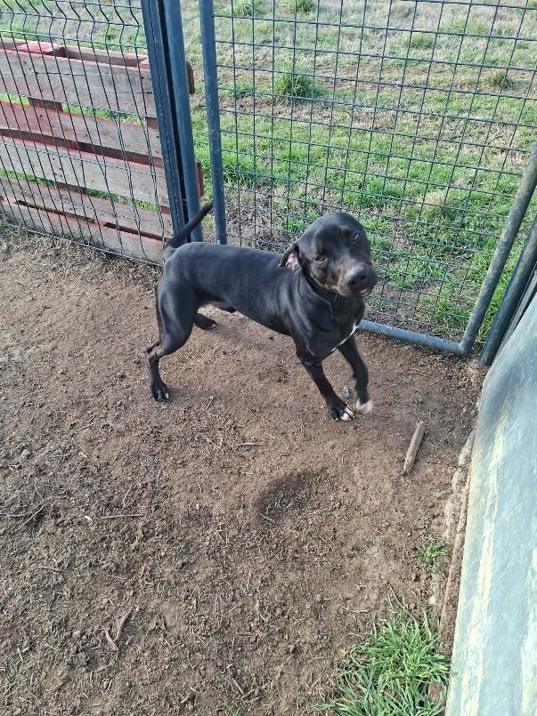 Chien RITCHY &agrave; l adoption 210 13001 Marseille