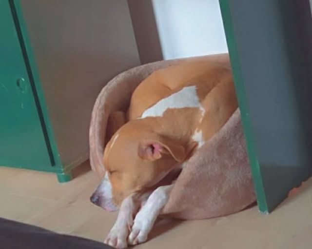 Chien OMEGA &agrave; l adoption 350 34300 Agde