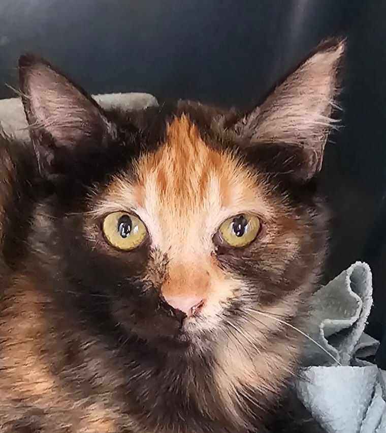 ELFI 230 27620 Gasny