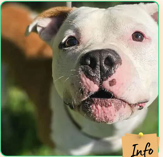 Thor 230 26700 Pierrelatte