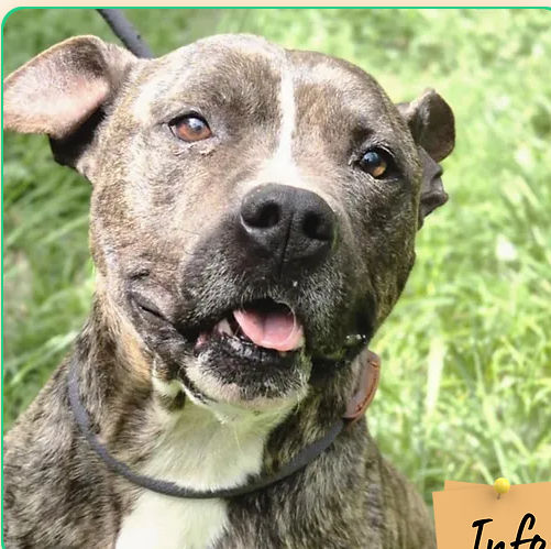 Symba 230 26700 Pierrelatte