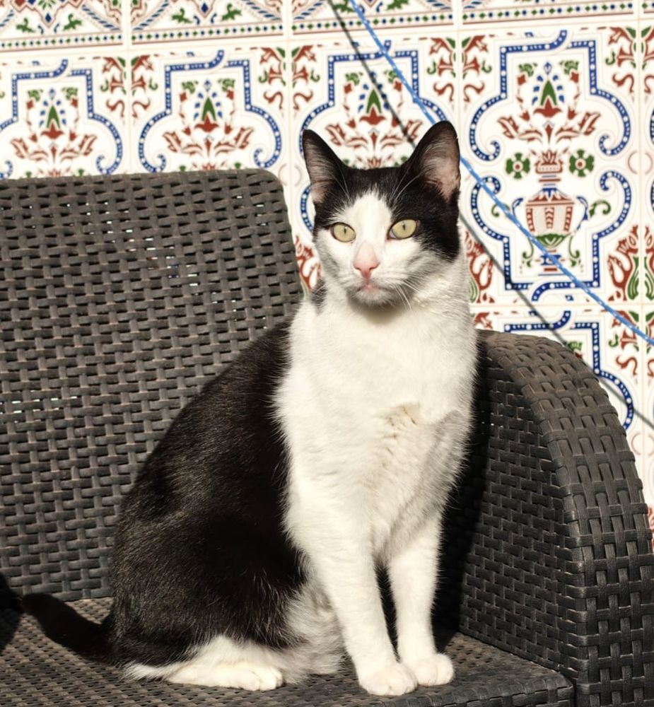 MEDI 230 27620 Gasny