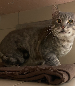 Louhi 200 26700 Pierrelatte