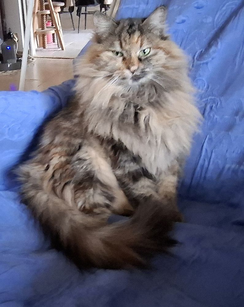 PLUME,  chatonne junior typ&eacute;e norv&eacute;gien  et sensible 300 06530 Saint-c�zaire-sur-siagne