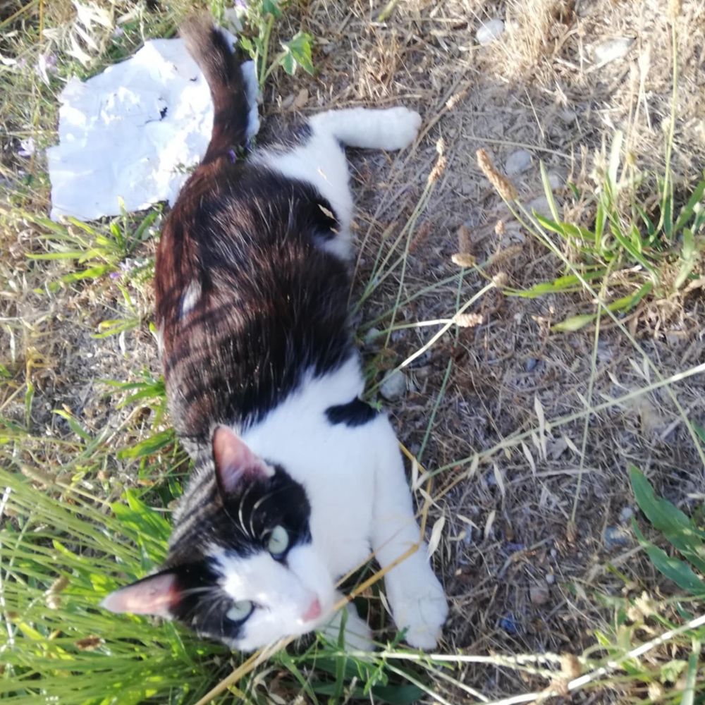 VIVA 180 26740 La coucourde