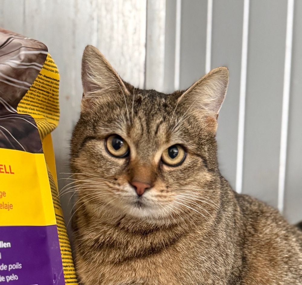 LISBETH 230 27620 Bois-j�r�me-saint-ouen