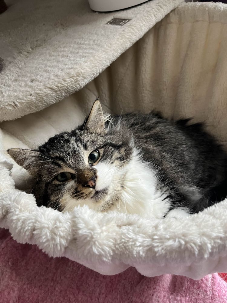 Shinji 220 44000 Nantes