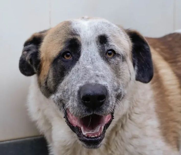 MONCHO 320 27620 Gasny