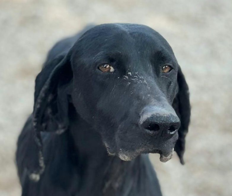 BRACA 320 27620 Gasny