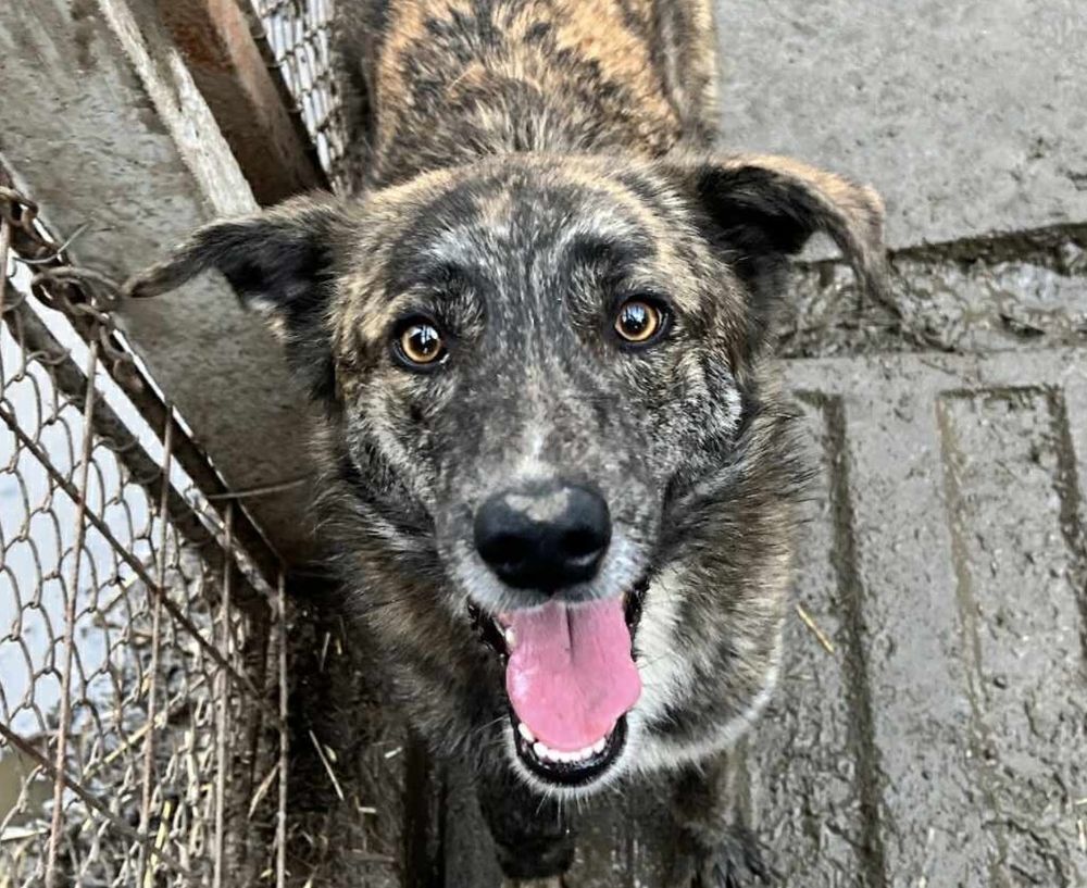 SAMANTHA 320 27620 Gasny