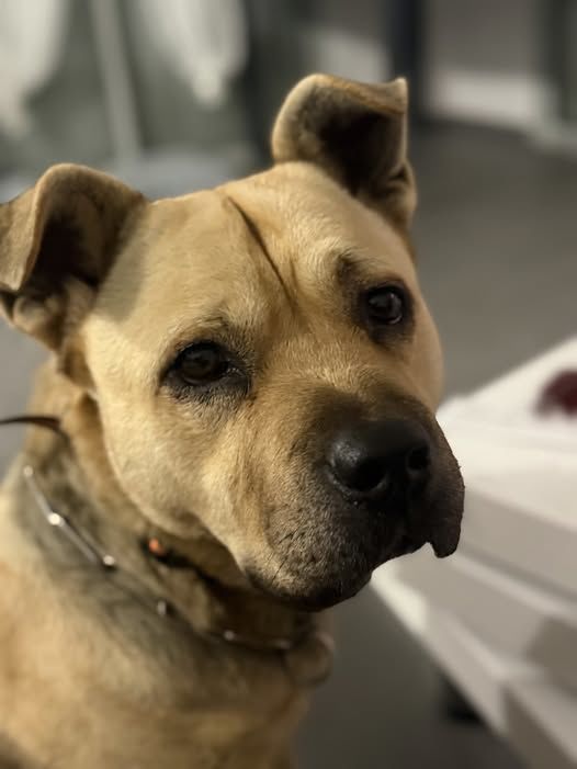 Chien ROX &agrave; l adoption 350 26270 Cliousclat