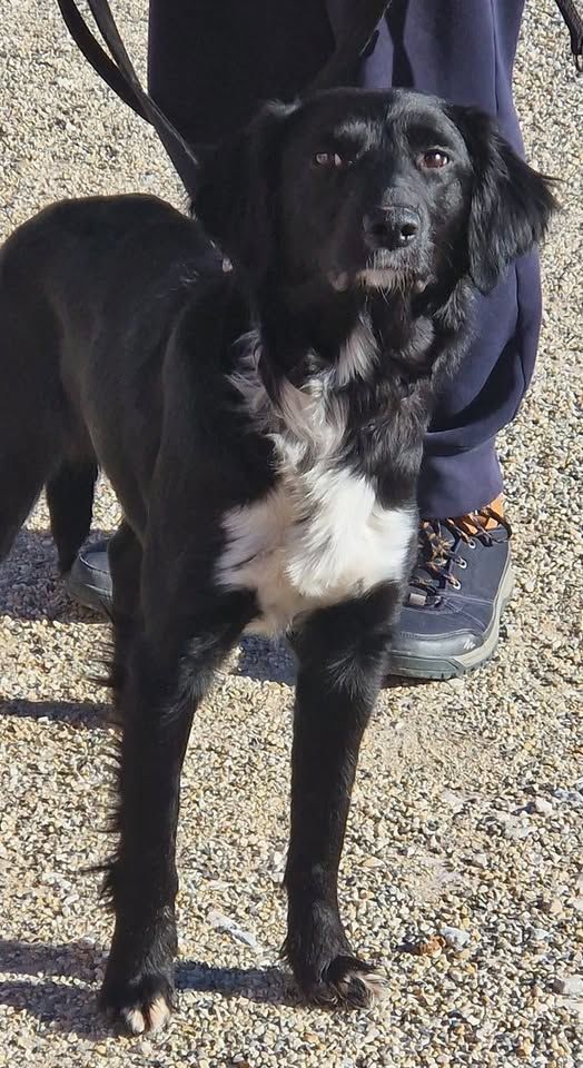 Chien LOLA &agrave; l adoption 250 42140 Ch�telus