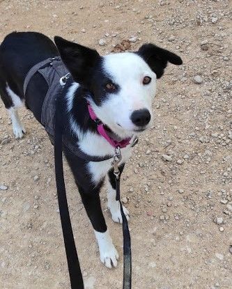 LETA🌸 5 ans magnifique crois&eacute;e border 315 24140 Douville