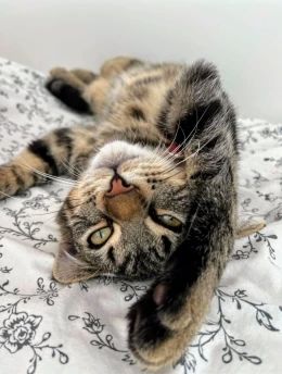 Asmar 220 44000 Nantes