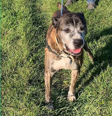 Bouboule 50 26700 Pierrelatte