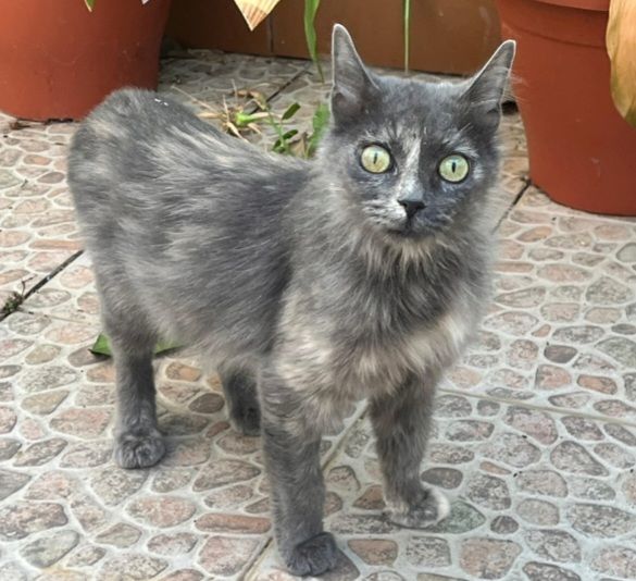 FRIDA 230 27620 Gasny