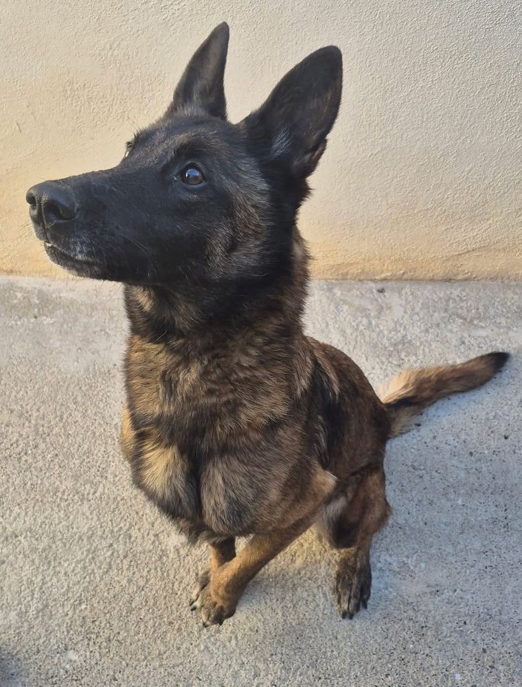 Chien BELLA &agrave; l adoption 210 34500 B�ziers