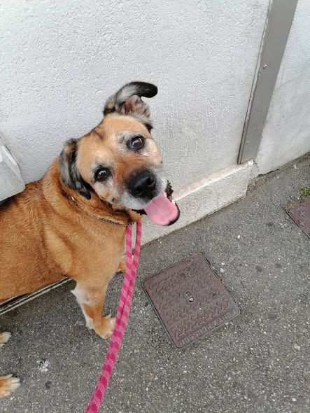 Chien ATTHILA &agrave; l adoption 100 26000 Valence