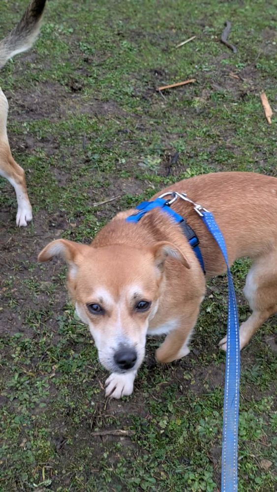 Anna &agrave; l'adoption 320 57920 Aboncourt