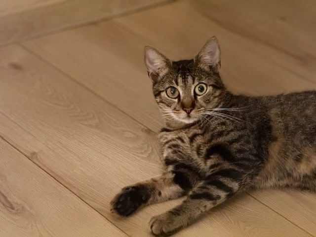 Milo, chat tigr&eacute; &agrave; adopter 200 44530 Guenrouet