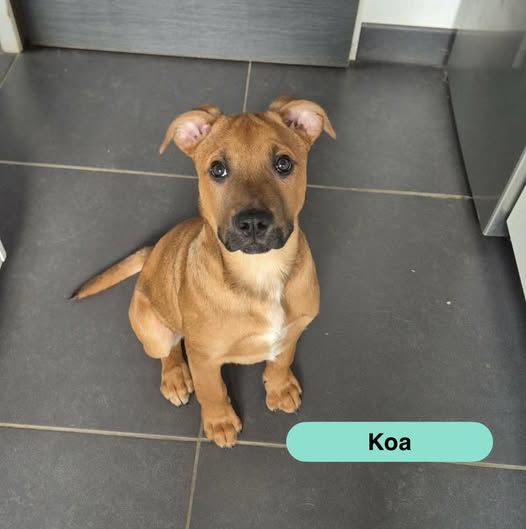 Koa, chiot crois&eacute; malinois &agrave; adopter 300 44450 Barbechat