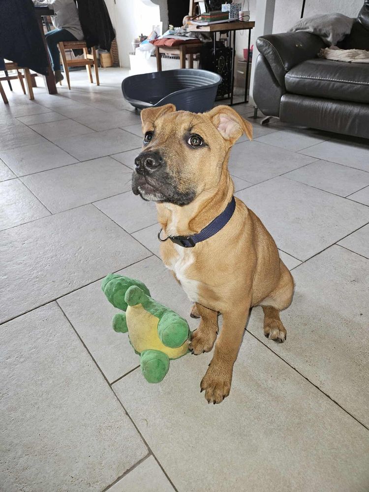 Rebel, chiot crois&eacute; malinois &agrave; adopter 300 44360 Cordemais
