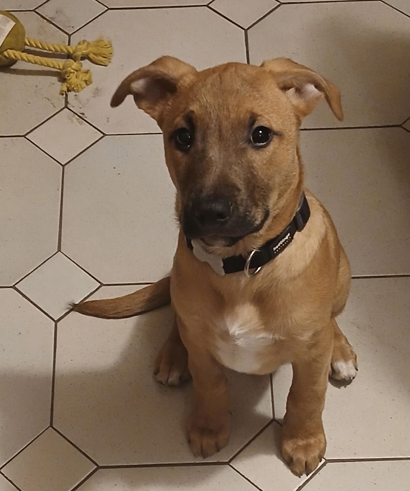 Lior, chiot crois&eacute; malinois &agrave; adopter 300 44270 Machecoul