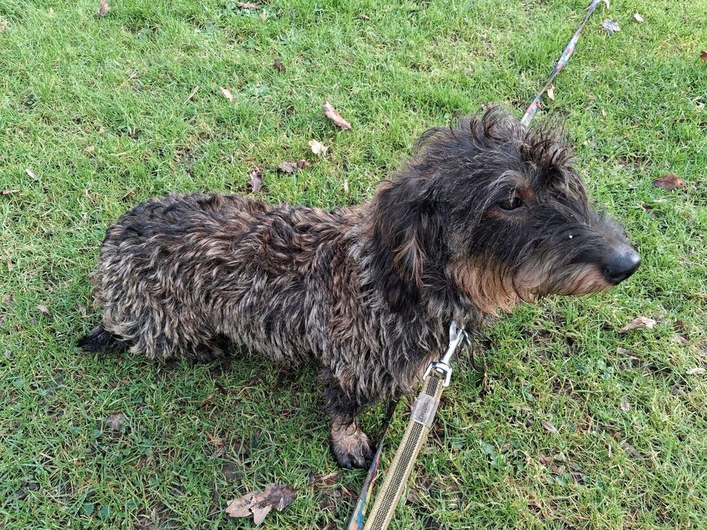 Mowrice, teckel &agrave; adopter 300 44540 Bonn�uvre