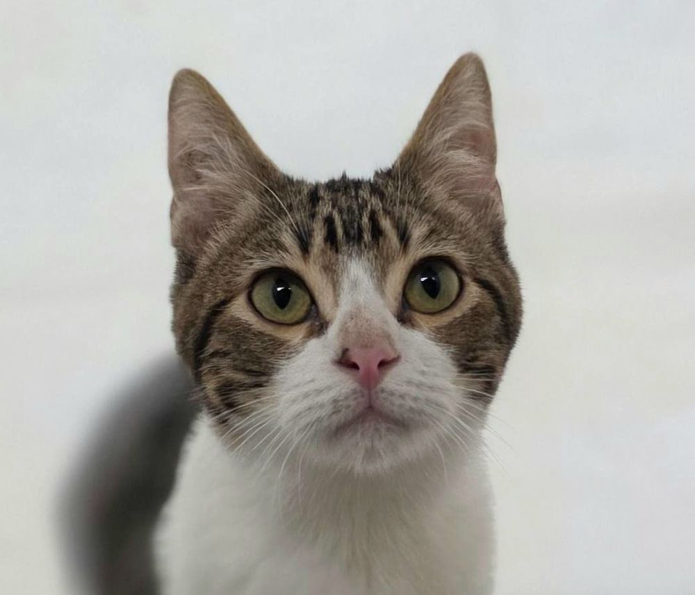 FLOKI 230 27620 Gasny