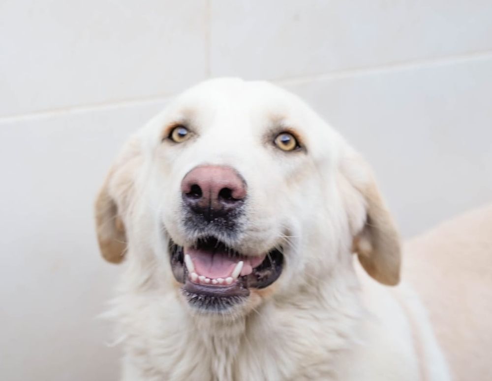 CHELO 320 27620 Gasny