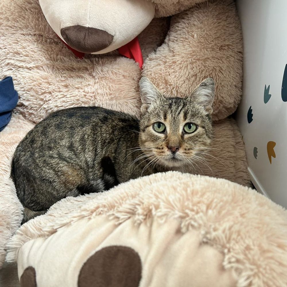 🐾 Pierrot est &agrave; l'adoption 🐾 Chat Male Tigr&eacute; 5 ans 120 62149 Annequin