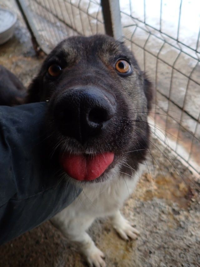 Noum&eacute;a &agrave; l'adoption 300 69007 Lyon