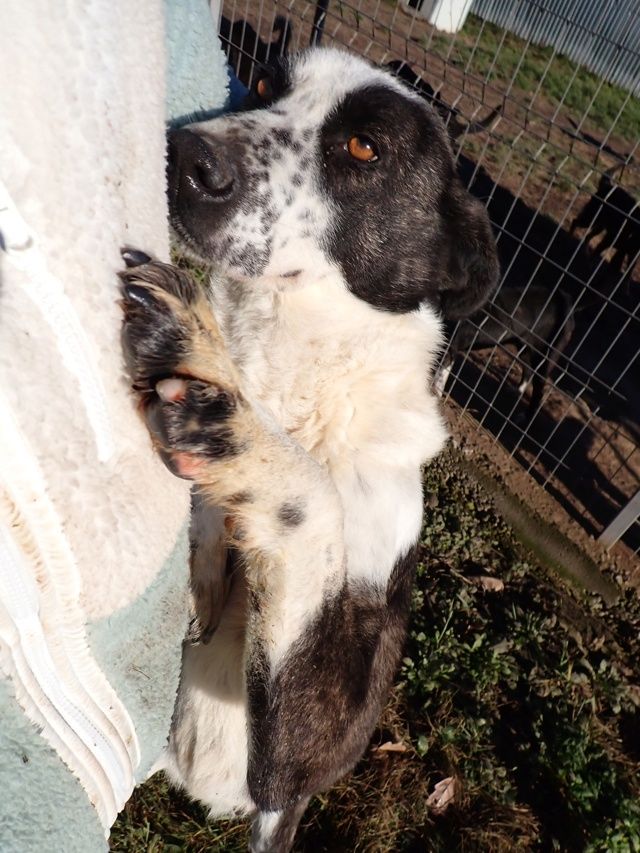 Mira &agrave; l'adoption 300 42000 Saint-�tienne