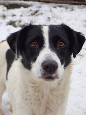 Scarlet &agrave; l'adoption 300 68000 Colmar