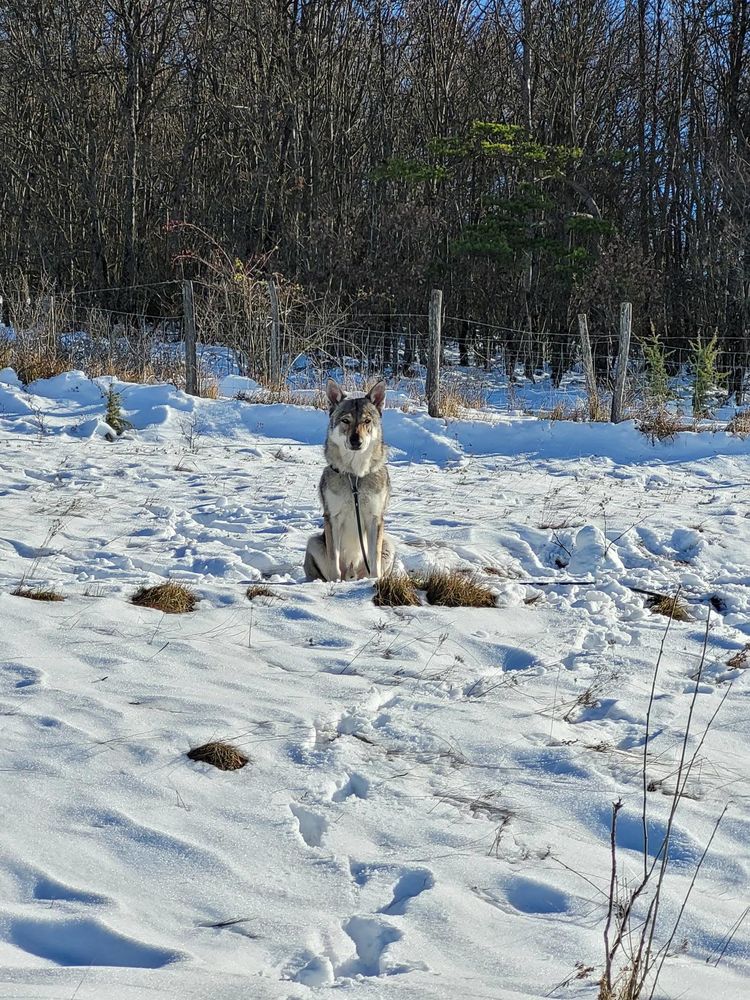 Chien JADU &agrave; l adoption 300 38200 Chuzelles
