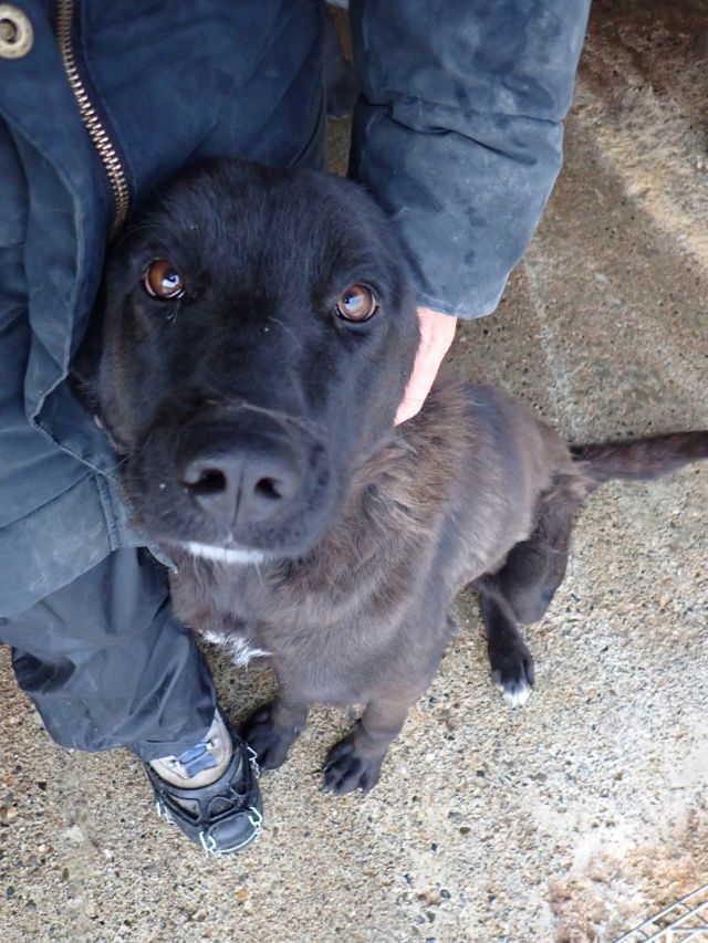 Padisha &agrave; l'adoption 300 54000 Nancy