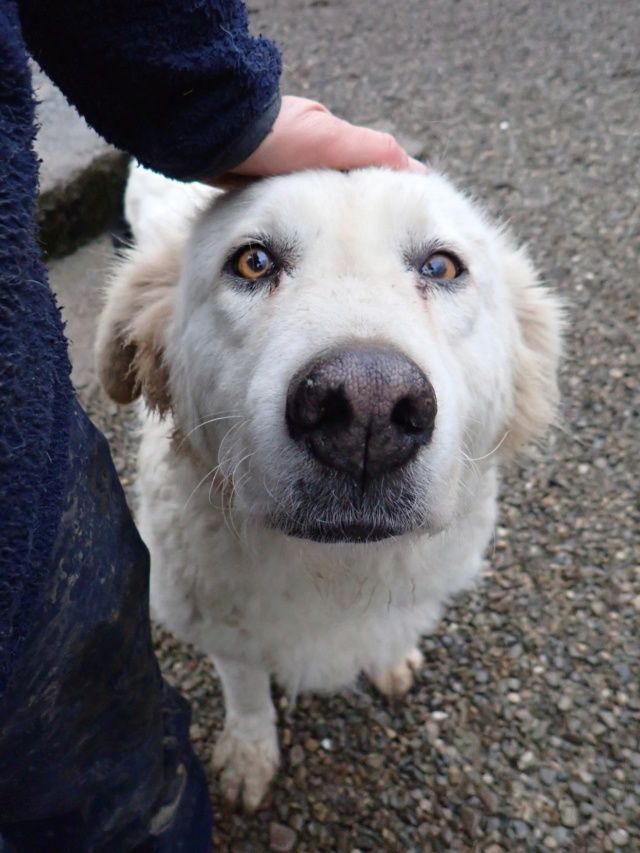 Yetilie &agrave; l'adoption 200 88000 Chantraine